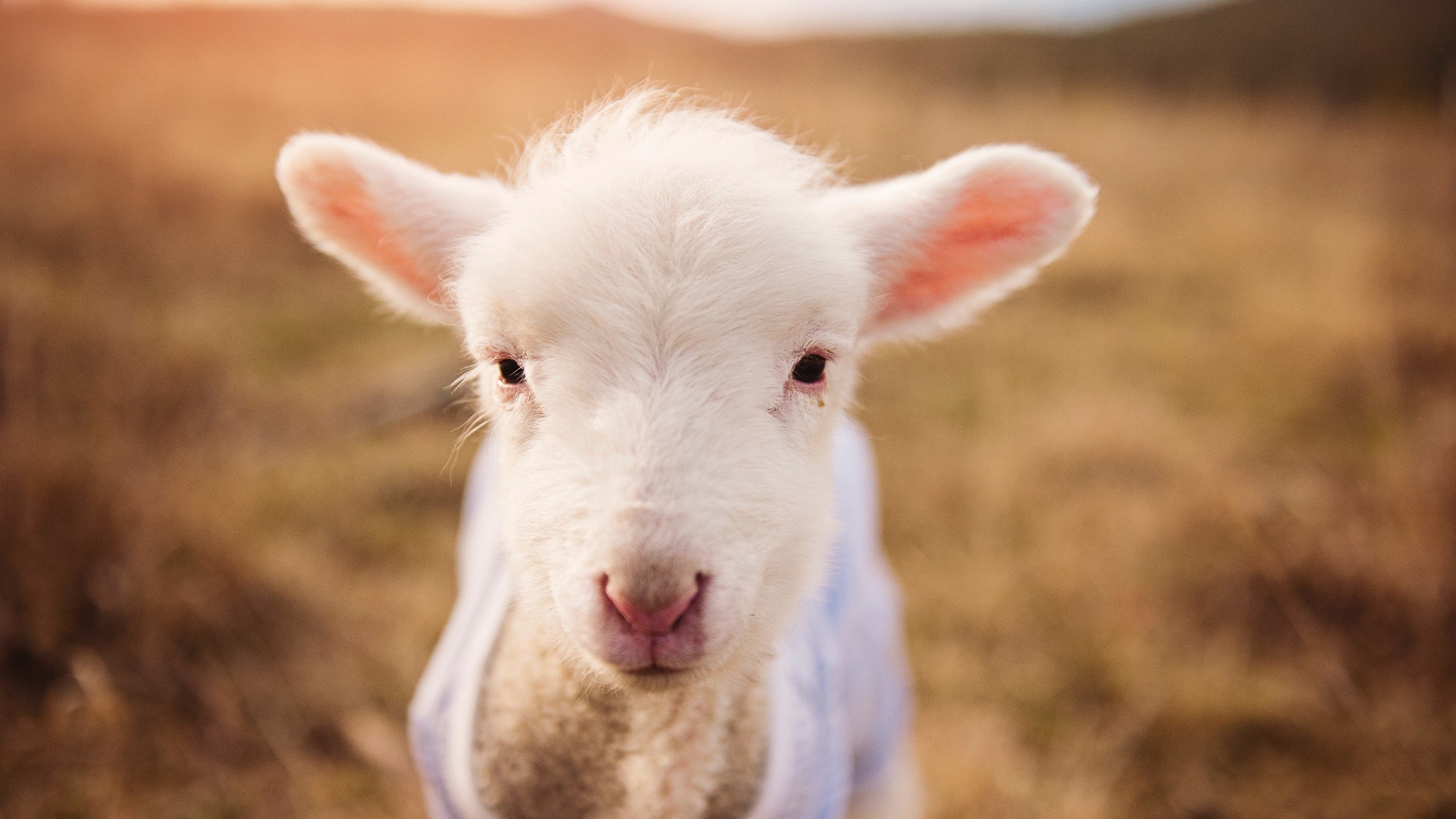 【球迷热情】现场粉丝互动点燃赛场火焰，球迷和粉丝